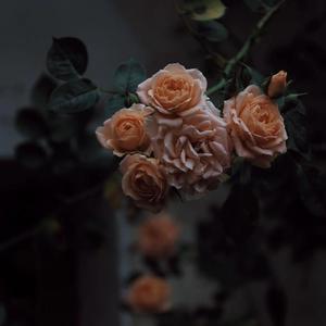 午夜福利午夜福利
